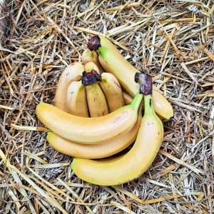 Banane | Le Kilo