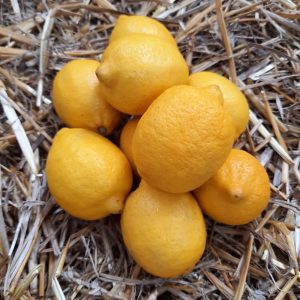 Citron Jaune | La Pièce