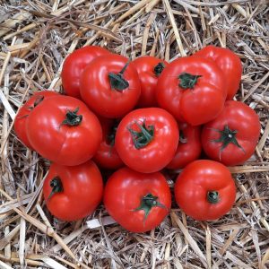 Tomate "57" | le kilo
