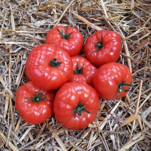 Tomate "67" | Le Kilo
