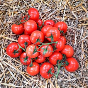 Tomate Grappe | 500g